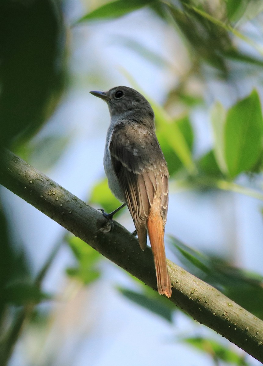 Rusty-tailed Flycatcher - ML633455717