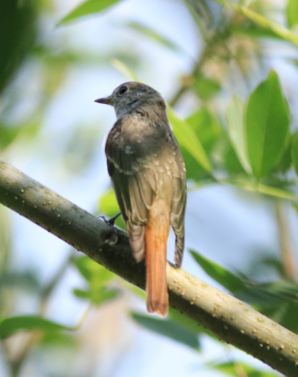 Rusty-tailed Flycatcher - ML633455718