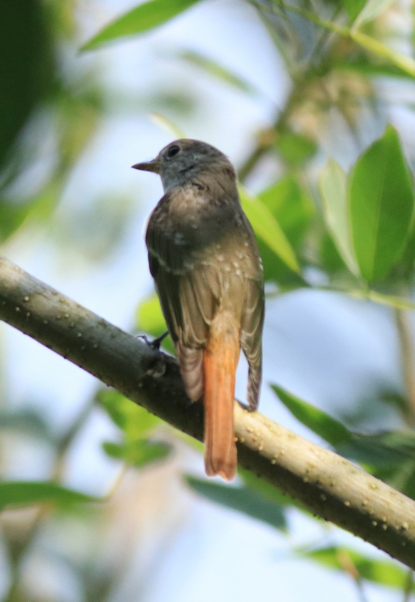 Rusty-tailed Flycatcher - ML633455720