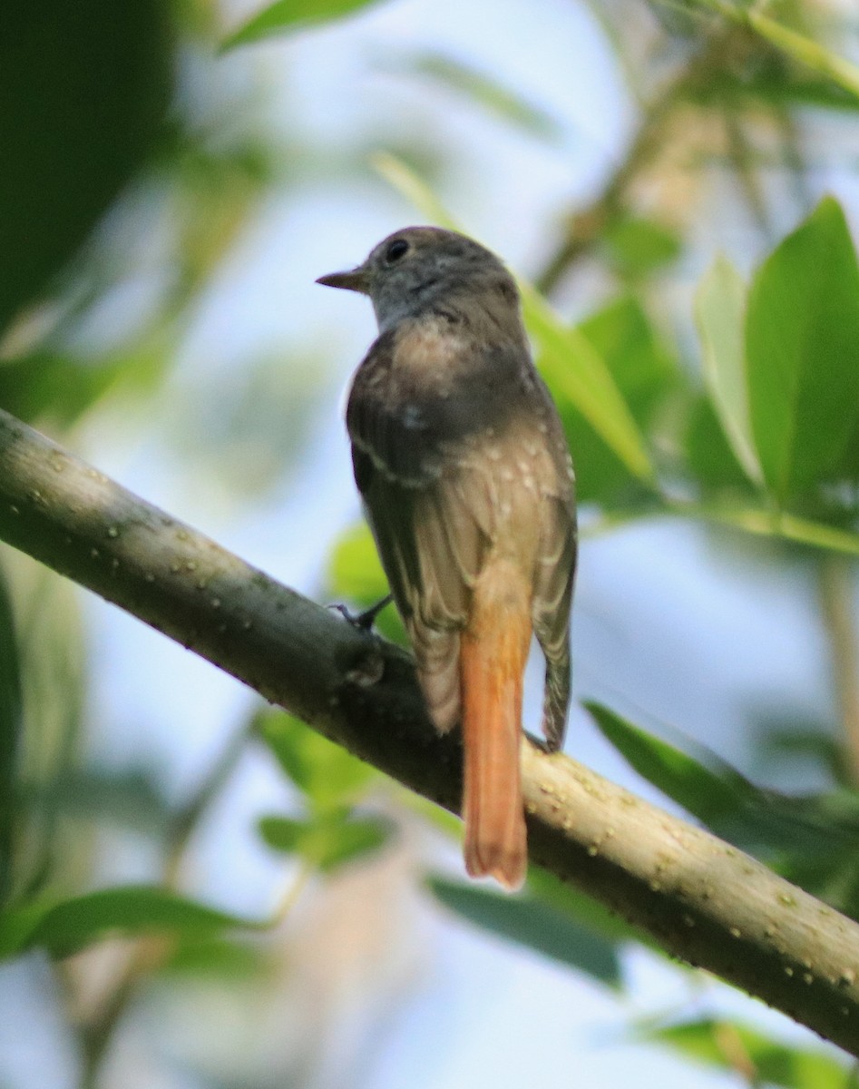 Rusty-tailed Flycatcher - ML633455721