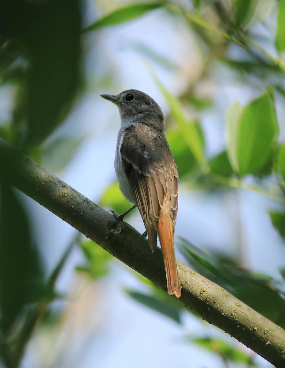 Rusty-tailed Flycatcher - ML633455723