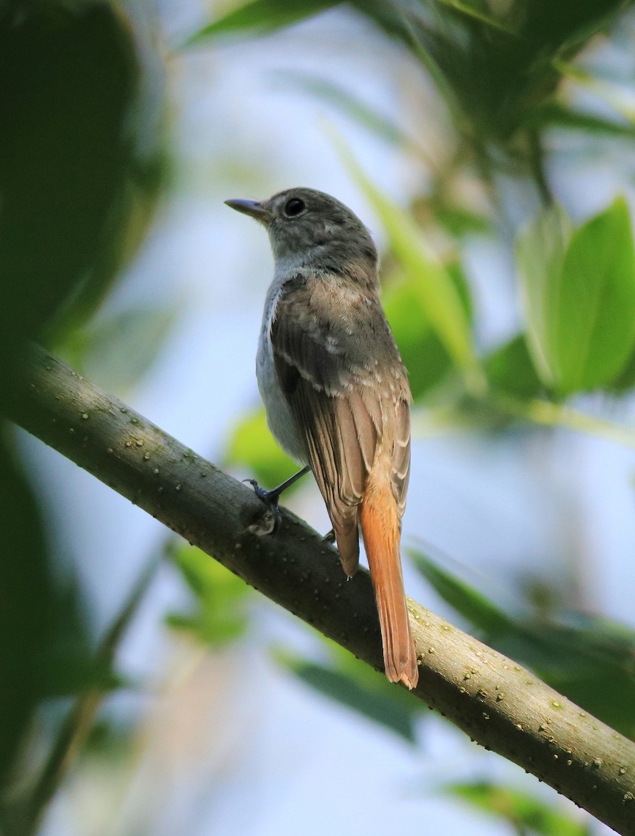 Rusty-tailed Flycatcher - ML633455724