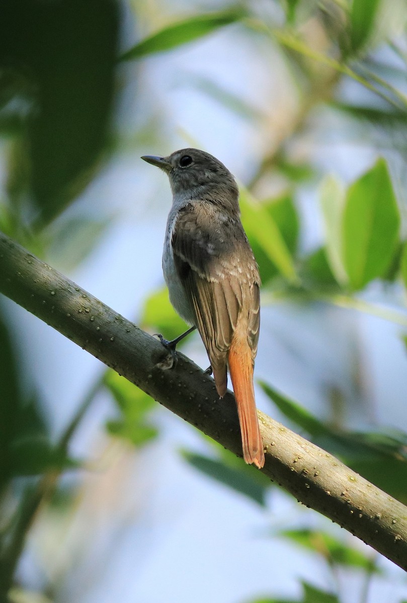Rusty-tailed Flycatcher - ML633455725