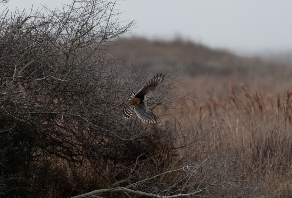 Aplomado Falcon - William Ingold