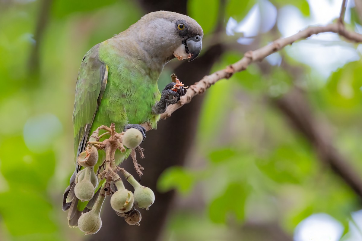 Brown-headed Parrot - ML633455774
