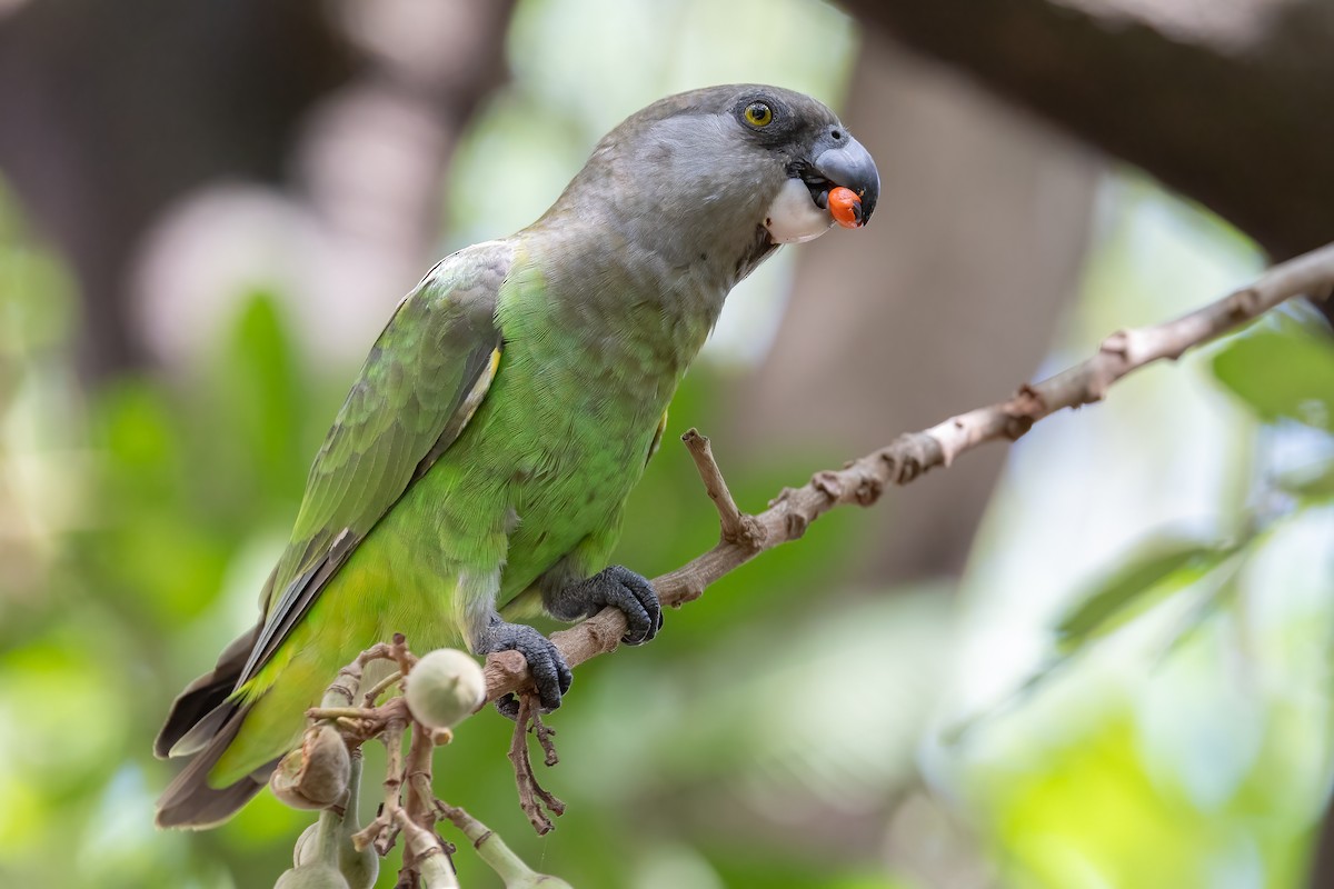 Brown-headed Parrot - ML633455775