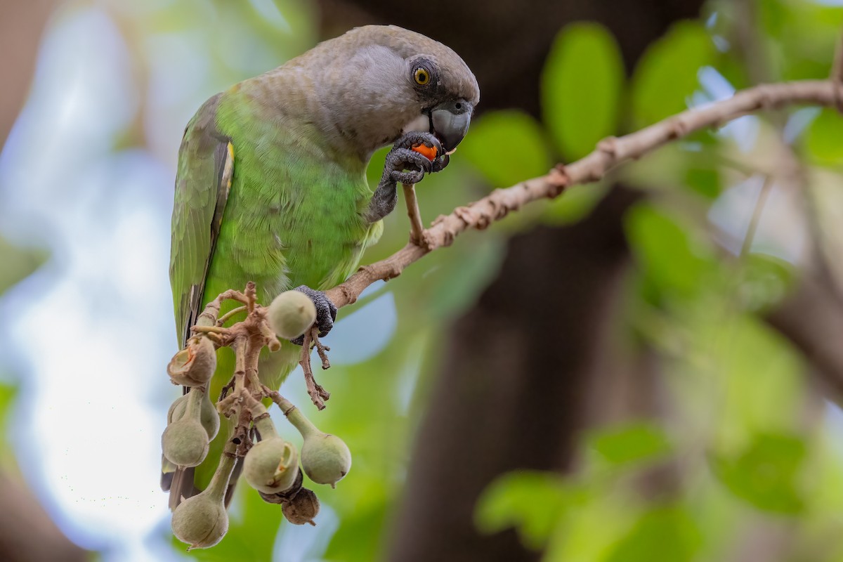 Brown-headed Parrot - ML633455776