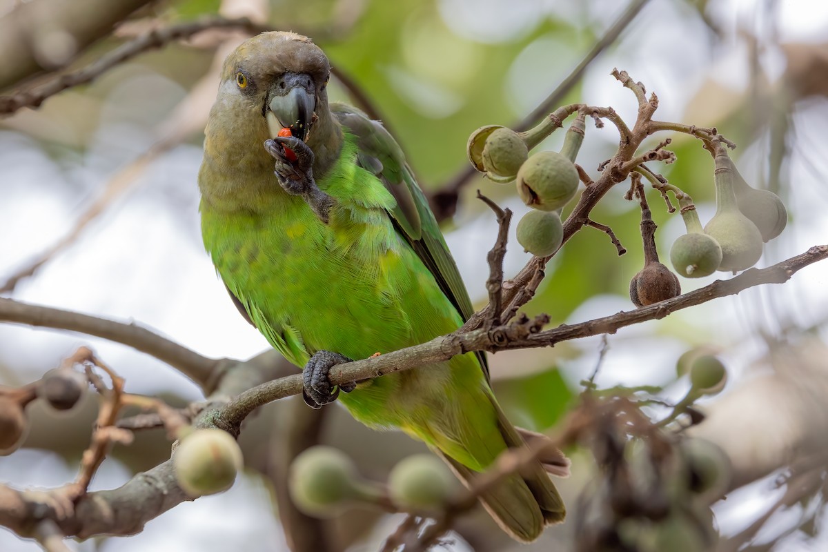 Brown-headed Parrot - ML633455777