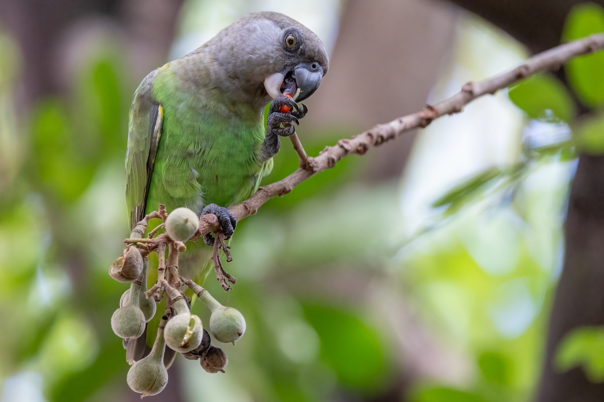 Brown-headed Parrot - ML633455778