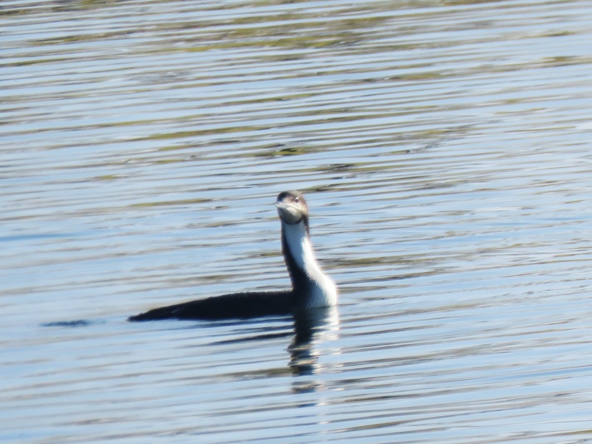 Pacific Loon - ML633455795