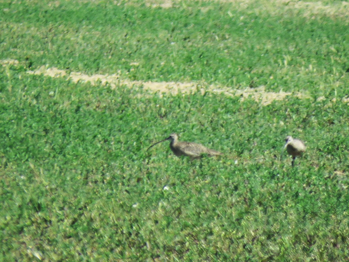 Long-billed Curlew - ML633455817