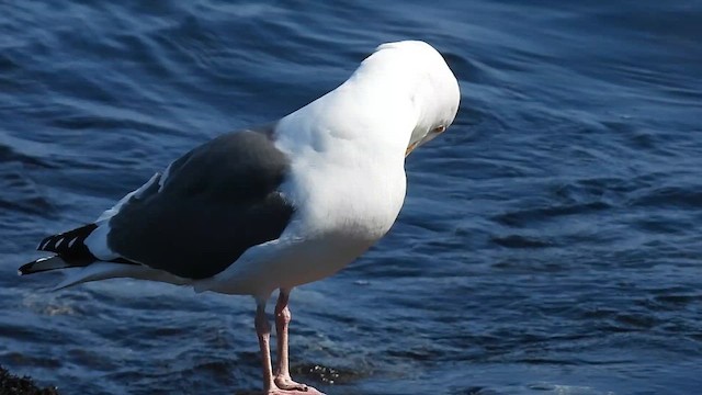 Western Gull - ML633455827