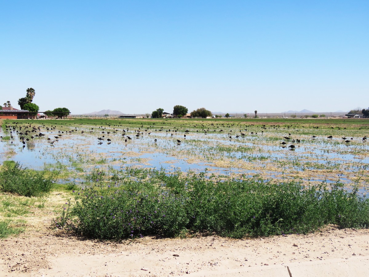 White-faced Ibis - ML633455831