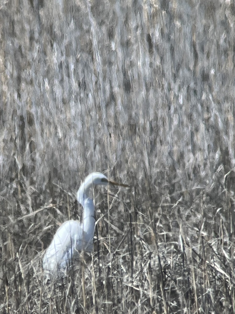 ダイサギ - ML633455856