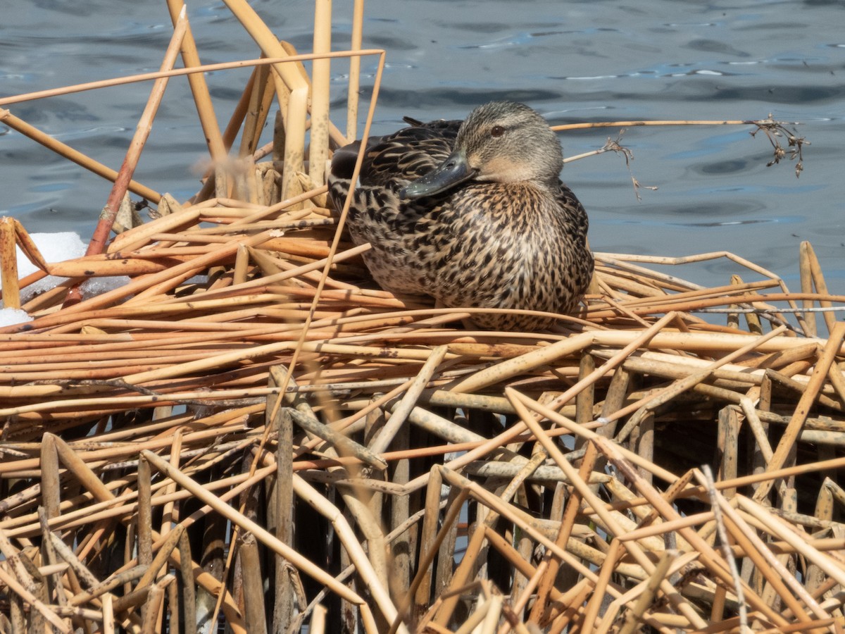 Mallard - ML633455920