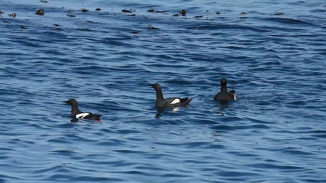 Pigeon Guillemot - ML633456041