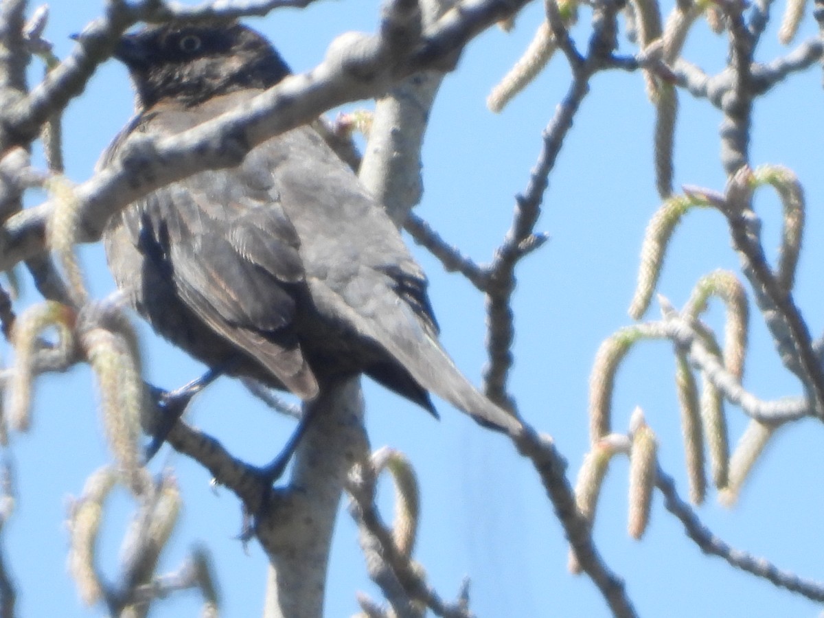 Rusty Blackbird - ML633456121