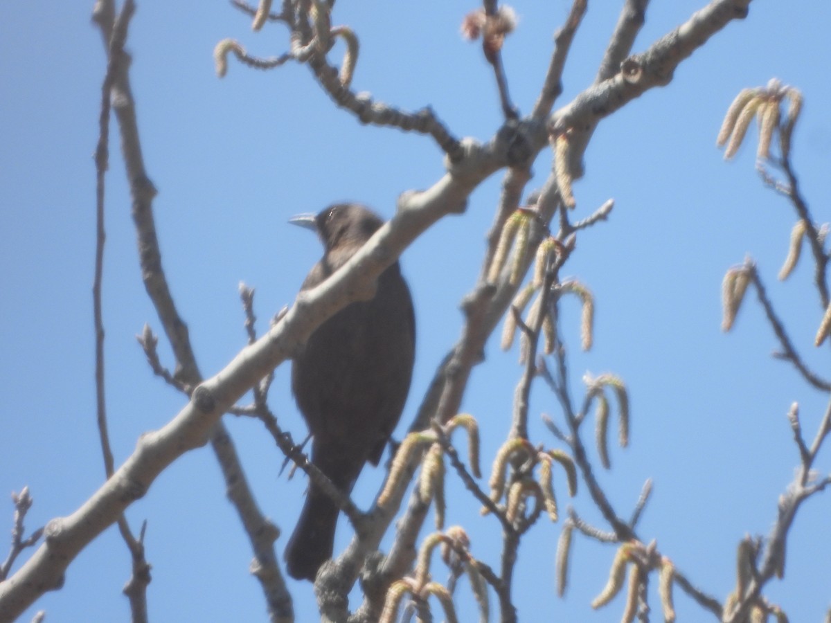 Rusty Blackbird - ML633456135