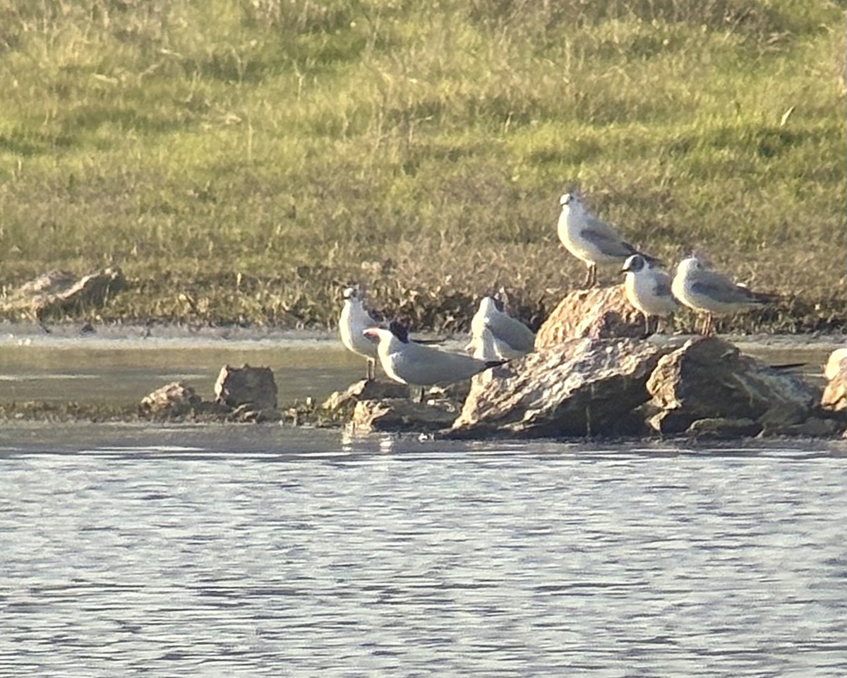 Caspian Tern - ML633456166