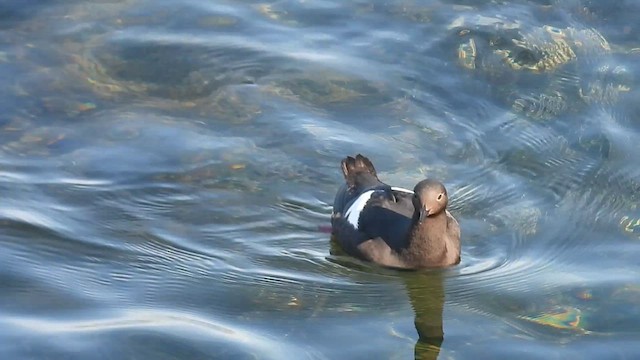 Pigeon Guillemot - ML633456168