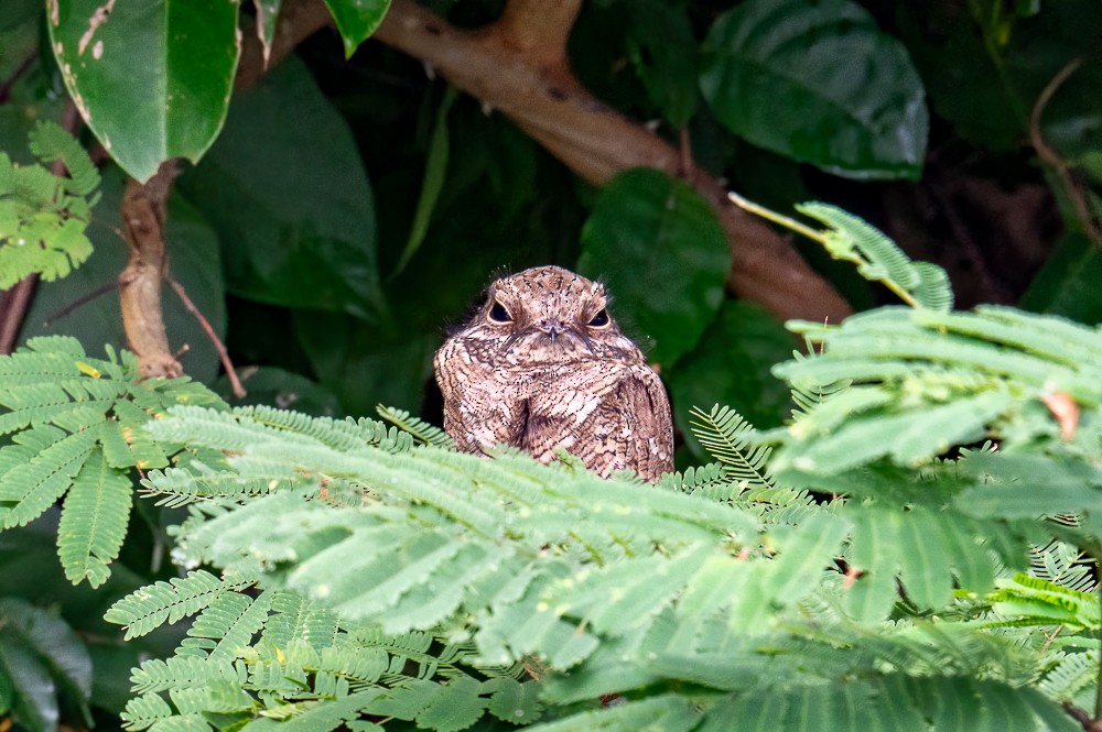 Ladder-tailed Nightjar - ML633456209