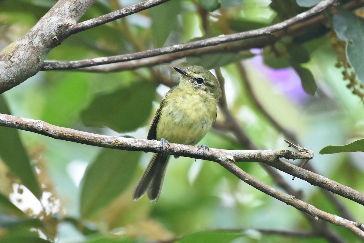 Restinga Tyrannulet - ML633456219