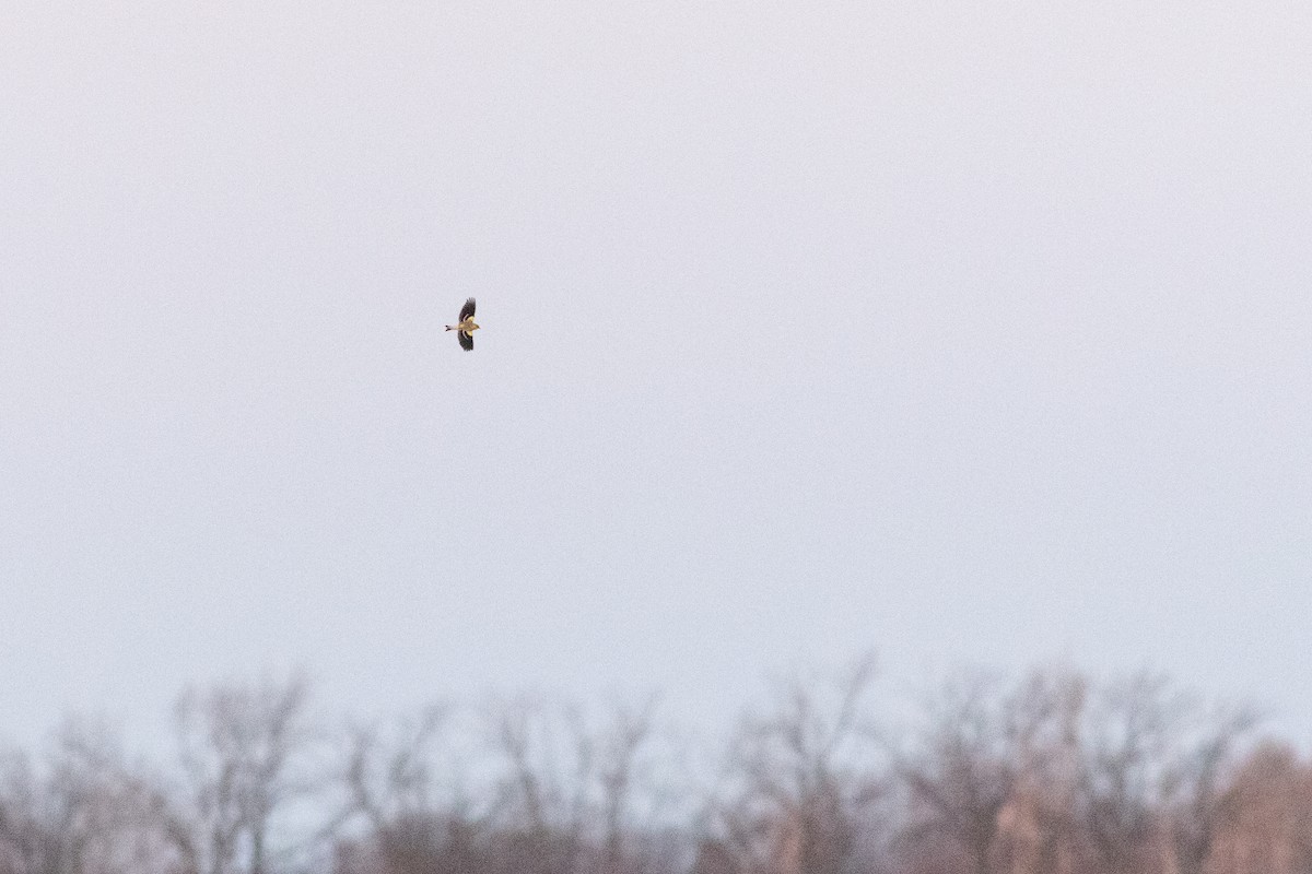 American Goldfinch - ML633456262
