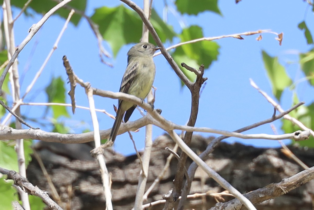 Hammond's Flycatcher - ML633456323