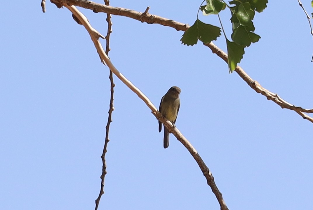 Hammond's Flycatcher - ML633456332