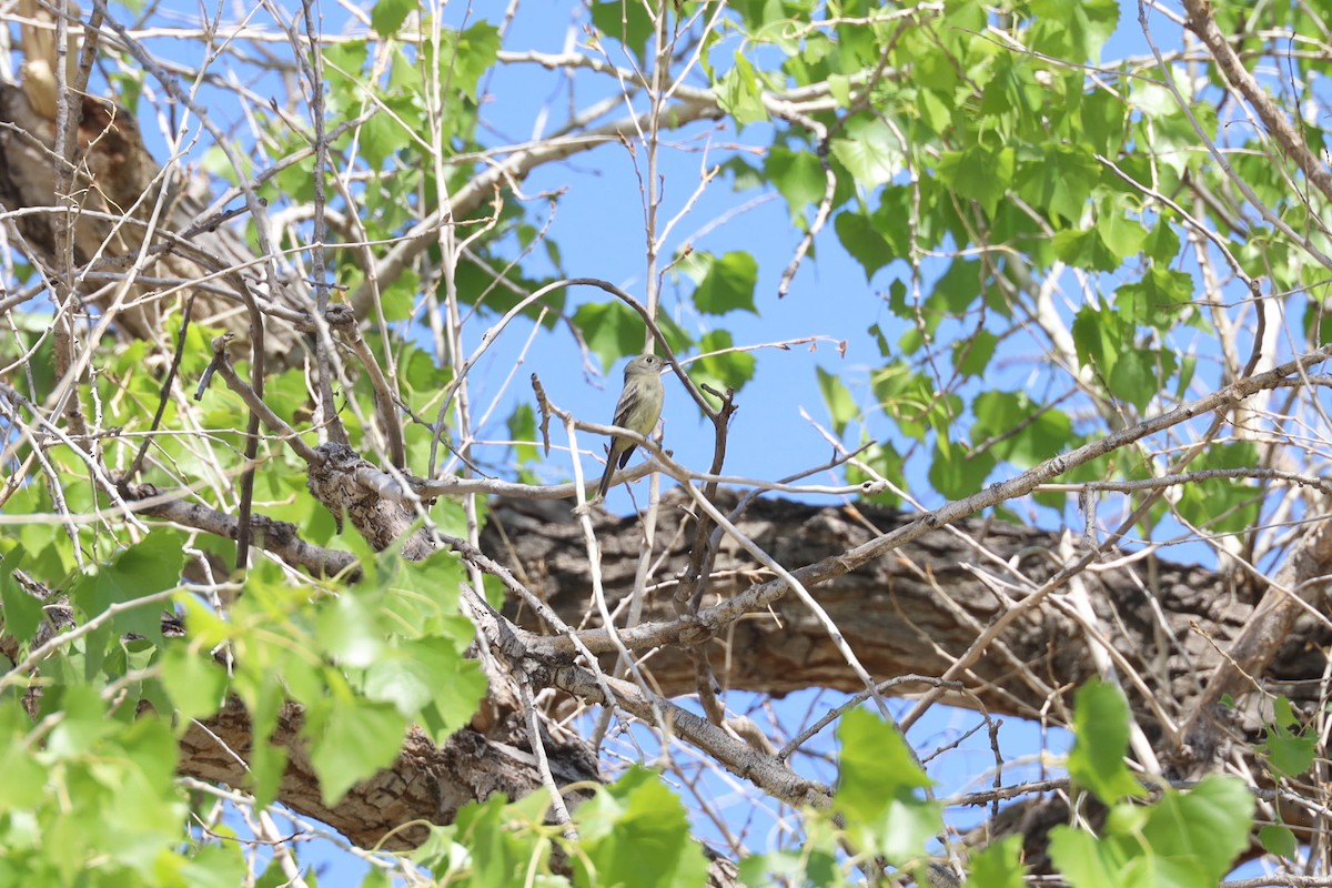 Hammond's Flycatcher - ML633456340