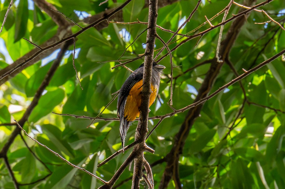 Amazonian Trogon - ML633456345