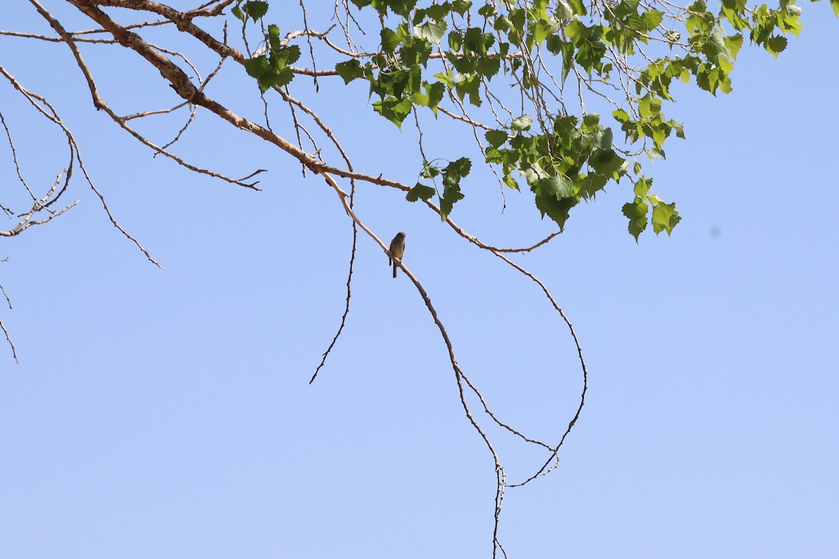 Hammond's Flycatcher - ML633456353