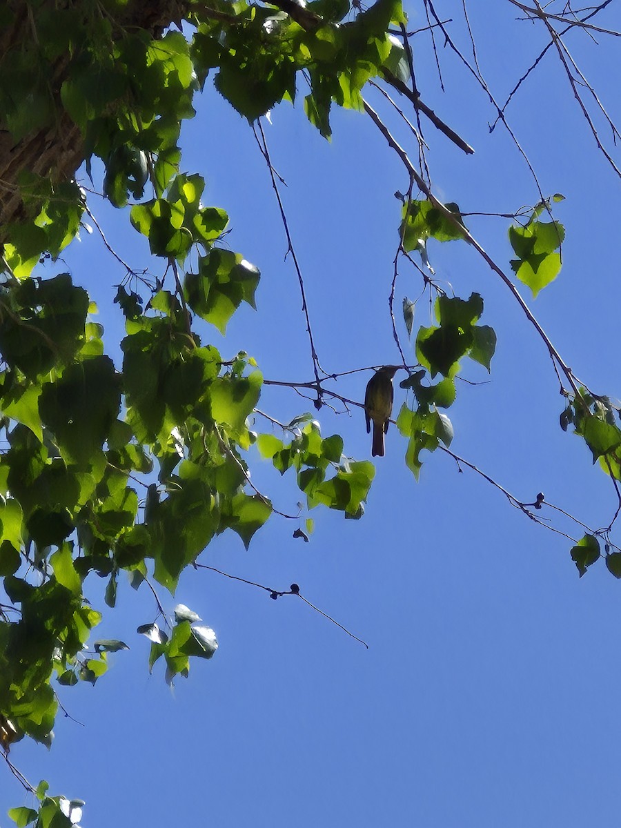 Hammond's Flycatcher - ML633456497