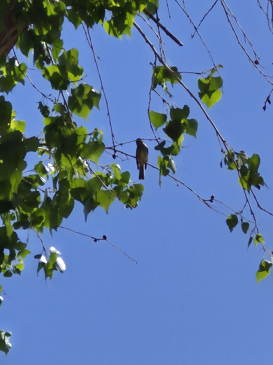 Hammond's Flycatcher - ML633456501