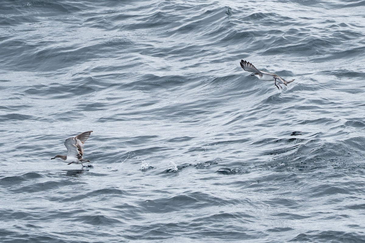 Buller's Shearwater - ML633456531