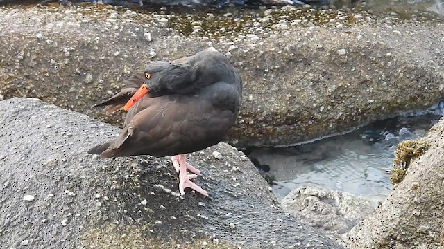Black Oystercatcher - ML633456542