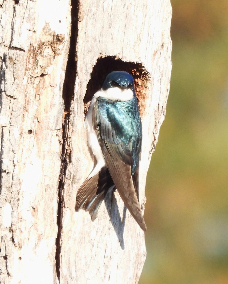 Tree Swallow - ML633456556
