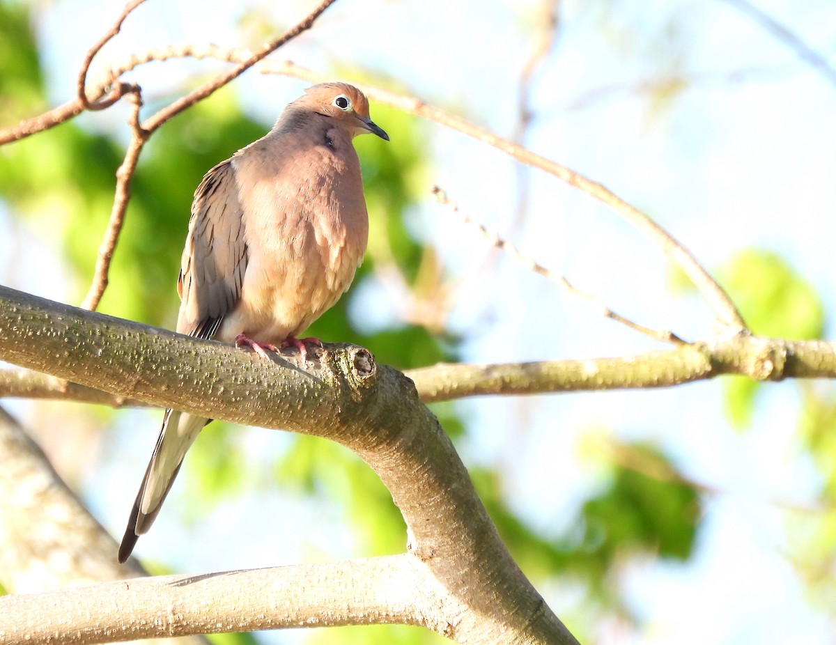 Mourning Dove - ML633456590