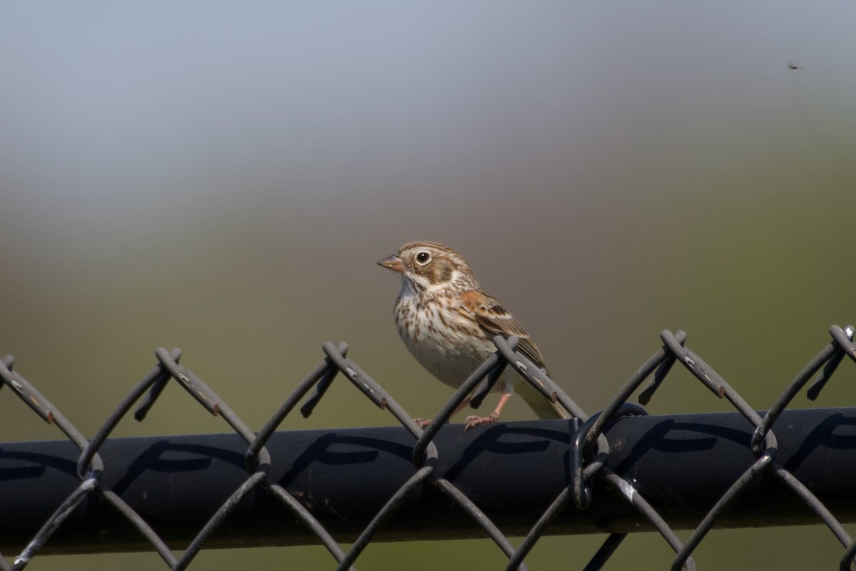 Vesper Sparrow - ML633456609