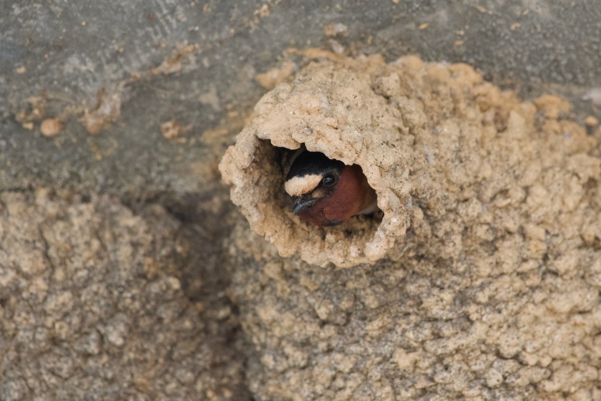 Cliff Swallow - ML633456652