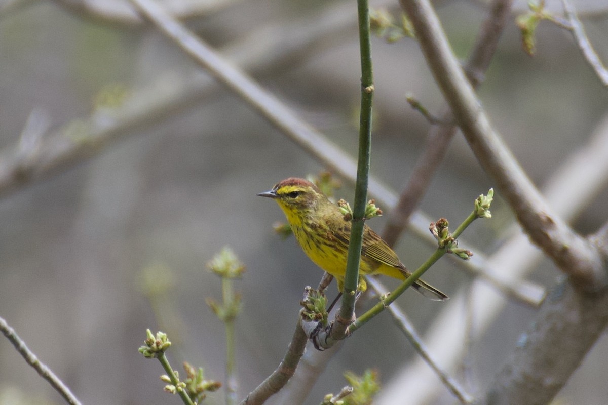 Palm Warbler - ML633456684
