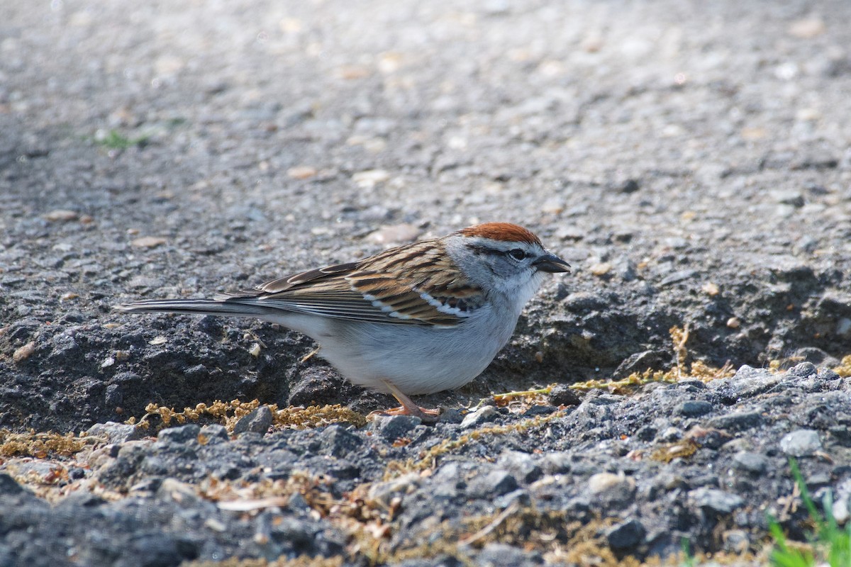 Chipping Sparrow - ML633456748