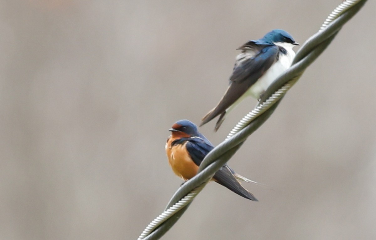 Barn Swallow - ML633456760