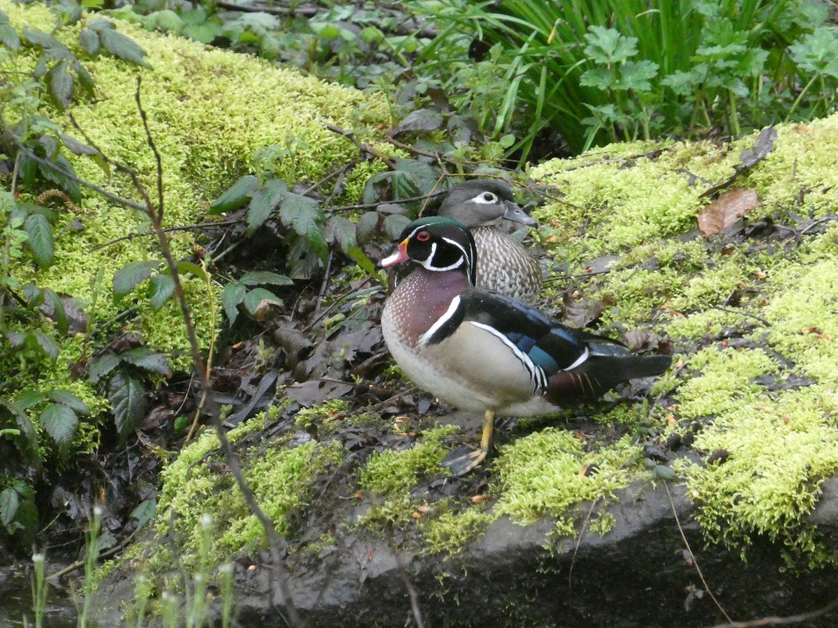 kachnička karolínská - ML633456788