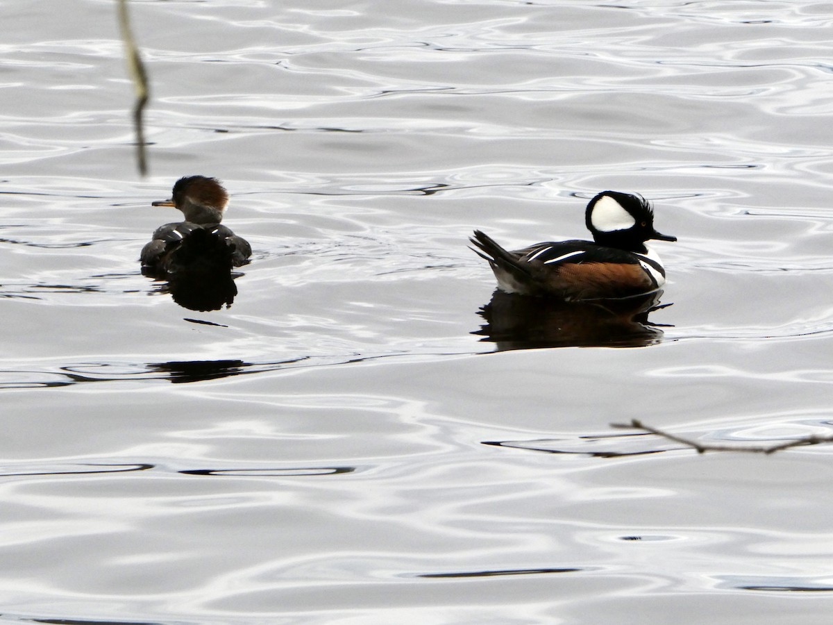 morčák chocholatý - ML633456810