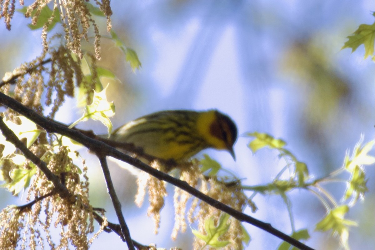 Cape May Warbler - ML633456816