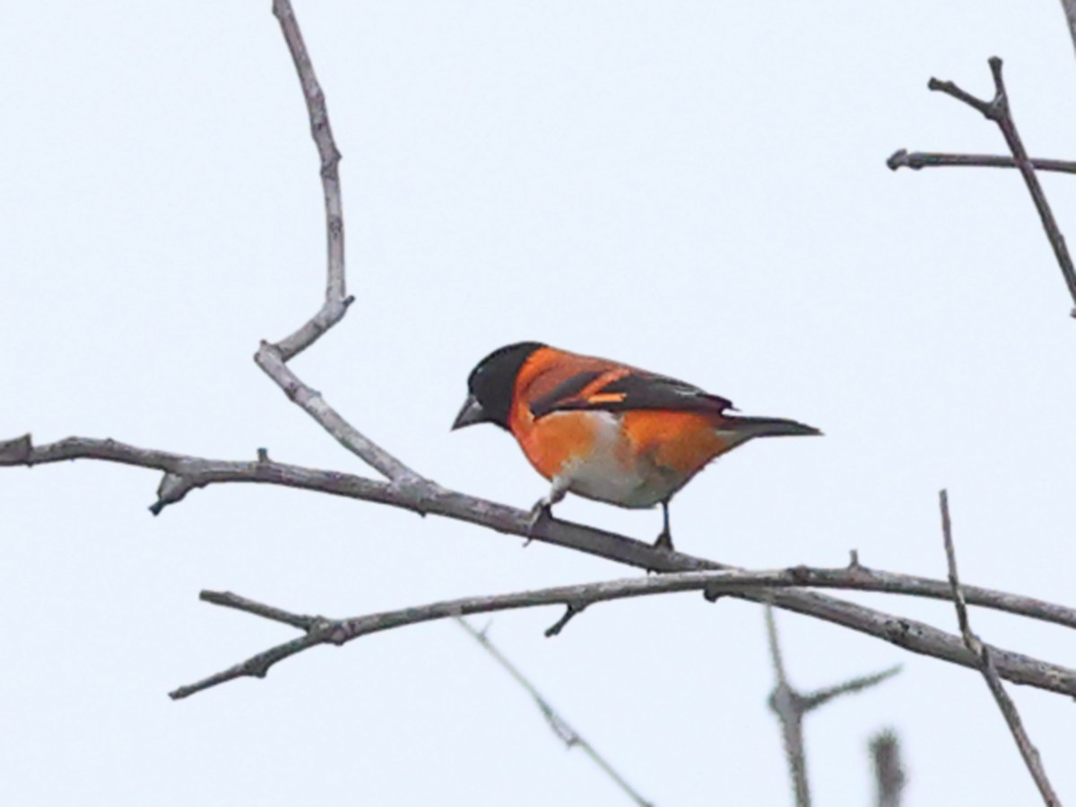 Red Siskin - ML633456843