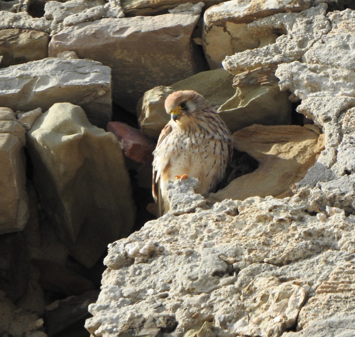 Lesser Kestrel - ML633457114