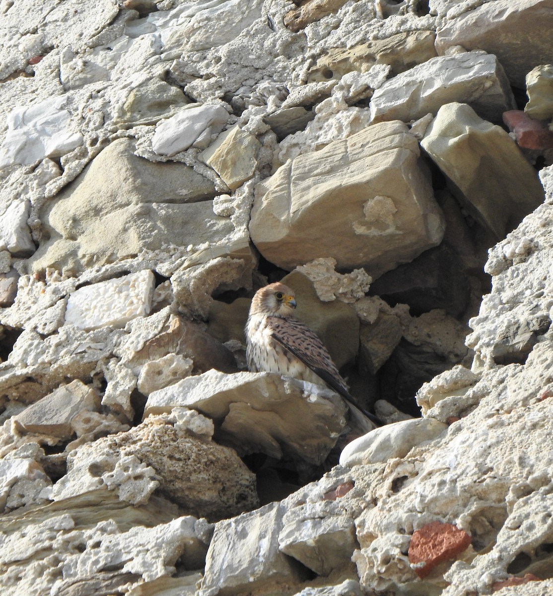 Lesser Kestrel - ML633457115