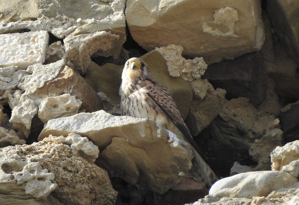 Lesser Kestrel - ML633457116